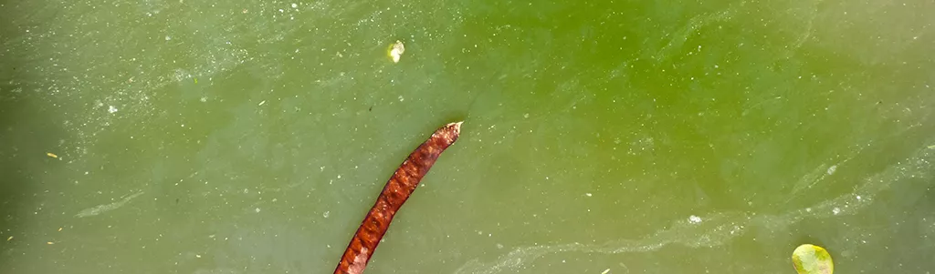 texture of green water
