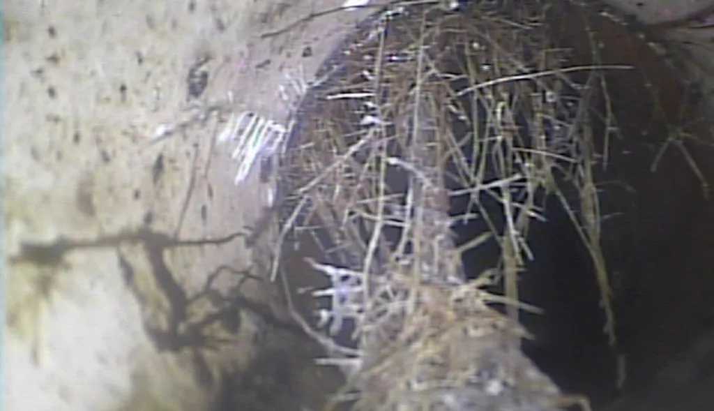 Tree root removal from drainage