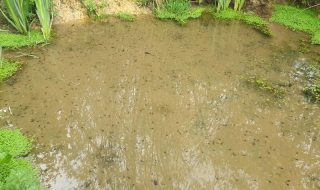 We’re promoting pond life