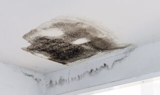 Why homes maintenance to combat mould is a growing priority