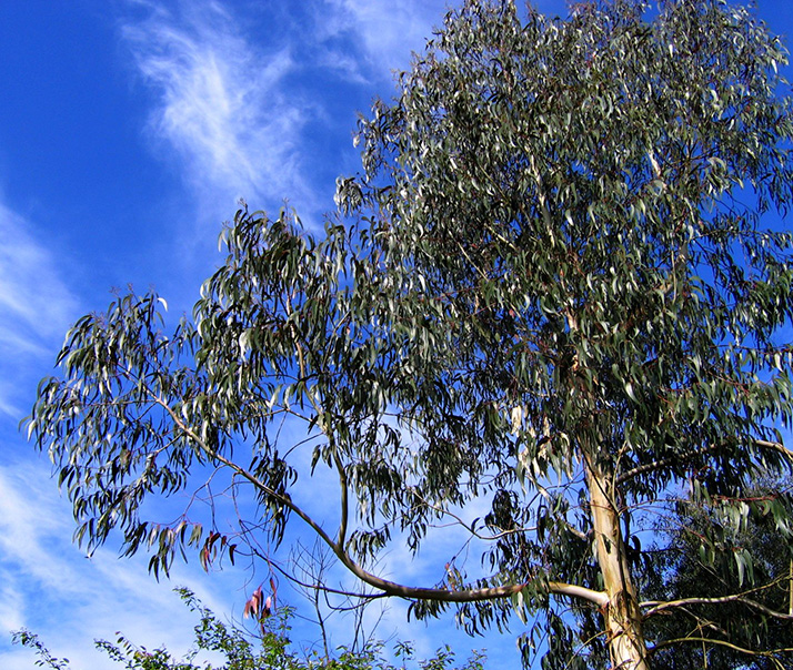 Eucalyptus Tree - creativecommons.org_licenses_by-sa_3.0