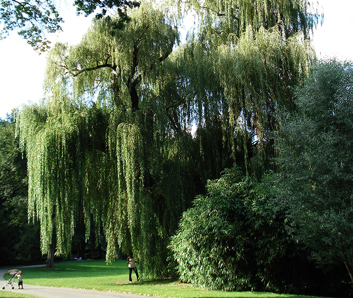 Willow Tree - creativecommons.org_licenses_by-nc_2.0