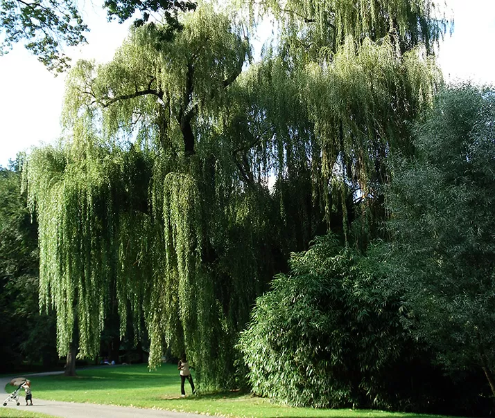 Willow Tree - creativecommons.org_licenses_by-nc_2.0