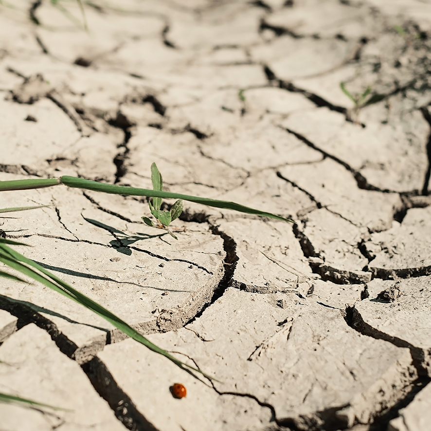 dry soil