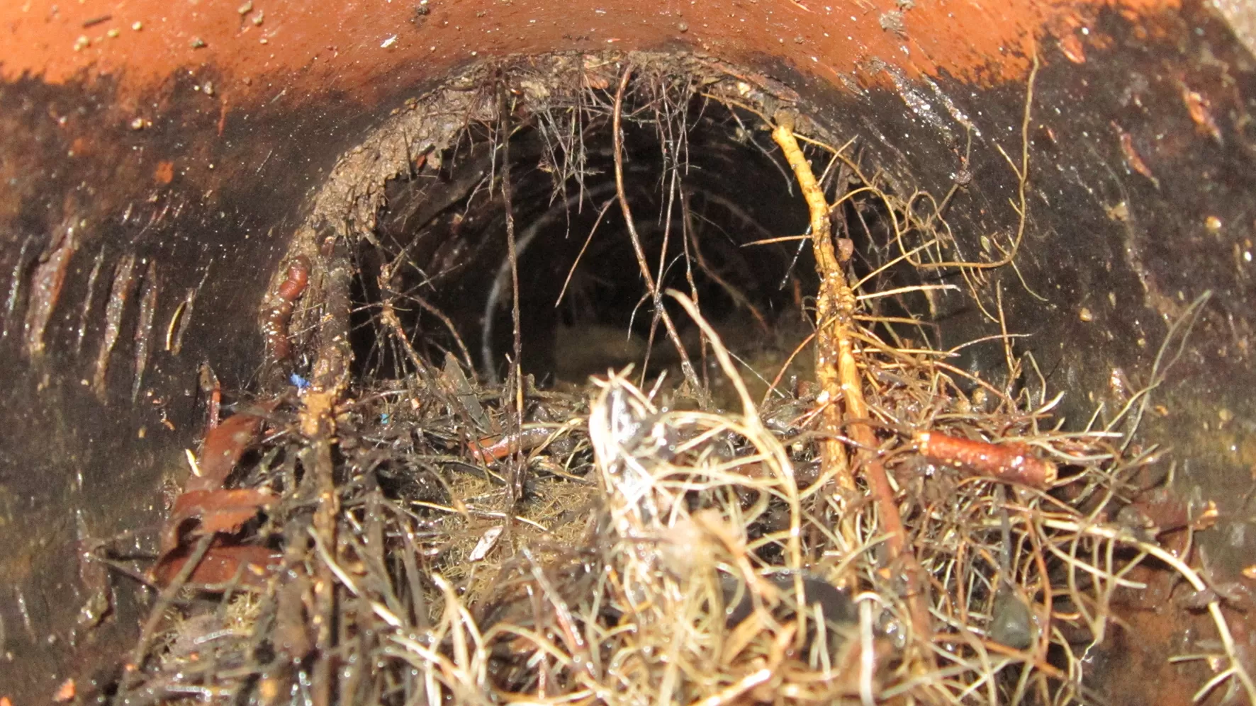 root filled drain pipe